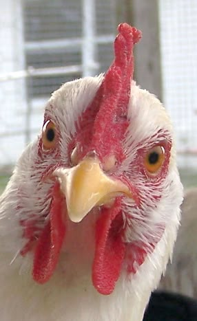 Chicken Face. Chicken Pictures Funny, Chicken Eyes, Chicken Head, Strange Feeling, Chicken Pictures, Beautiful Chickens, Chickens And Roosters, Chicken Art, Hens And Chicks