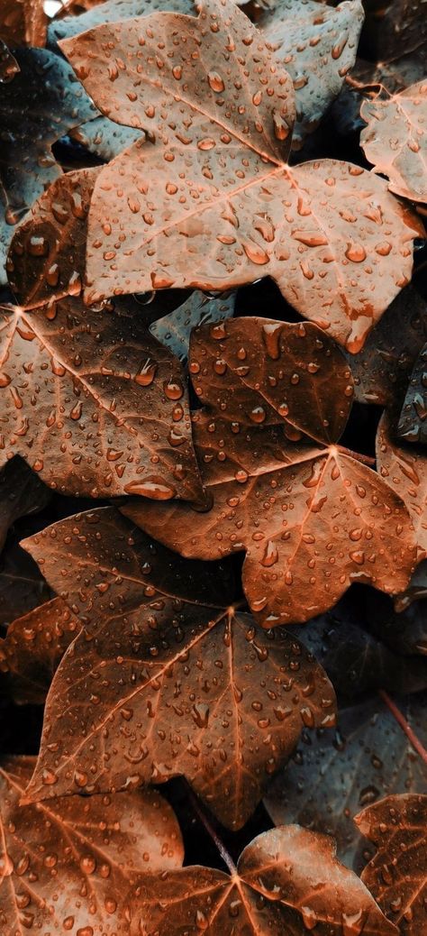 Camicore Aesthetic, Earthy Tones Aesthetic Wallpaper, November Asethic, Fall Wallpaper Aesthetic Iphone, Fall Leaves Aesthetic, Bedroom Decor Inspirations, Fall Backgrounds Iphone, Home Decor Aesthetic, Aesthetic Home Decor