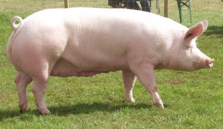 4 Best Pig Breeds for Commercial Pig Farming Large White Pig Breed, Large White Pig, Large Black Pig, Funny Dog Pics, Horse House, Pig Breeds, Vanilla Plant, White Pig, Big Pigs