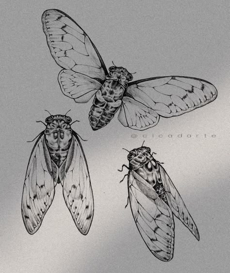 Cicada Drawing, Art Tattoo Sketch, Cicada Tattoo, Cicada Art, Line Tattoo Ideas, Insect Tattoo, Bug Tattoo, Handpoke Tattoo, Bug Art