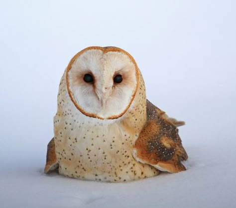 Barn Owls, Burrowing Owl, Owl Pictures, Animal Reference, Snowy Owl, Animal References, Silly Animals, Owl Art, Barn Owl