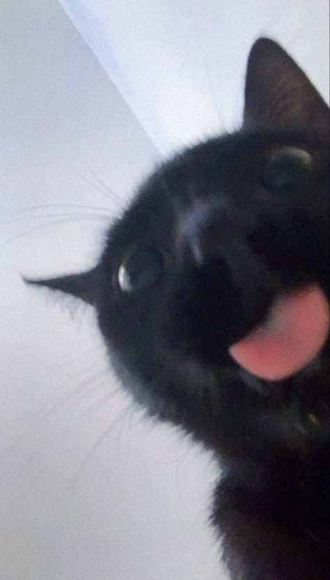 Black Cat Tongue Out, Black Cat With Pink Nose, Black Cat Sticking Tongue Out, Black Cat Pfp Cute, Silly Black Cat Pfp, Black Kittens Aesthetic, Puma Cat Black, Cute Cat Pfp Black, Black Kitten Aesthetic