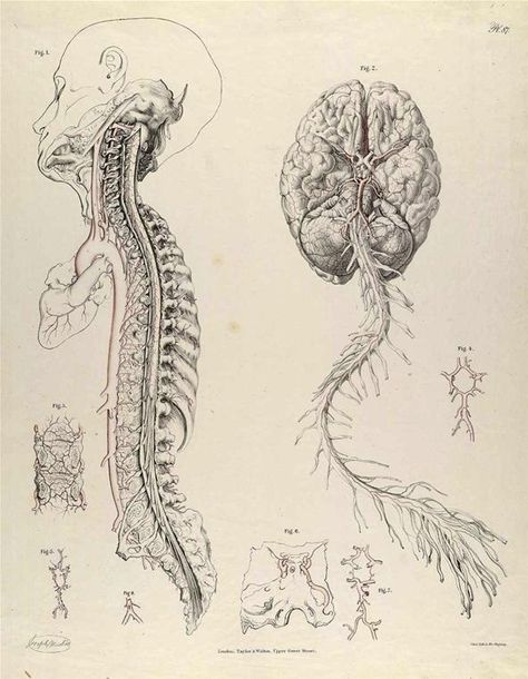 Dissecting a Human Head Through Anatomical Illustrations Drawing The Human Head, Human Nervous System, Medical Drawings, Human Anatomy Art, Anatomy Sketches, Human Head, Medical Art, Scientific Illustration, Anatomy Drawing