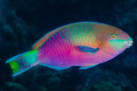 Images of Parrotfish. The oceans most showstopping fish. Rainbow Parrot, Beautiful Fishes, Kristina Webb, Parrot Fish, Pretty Fish, Reef Fish, Water Creatures, Deep Sea Creatures, Beautiful Sea Creatures