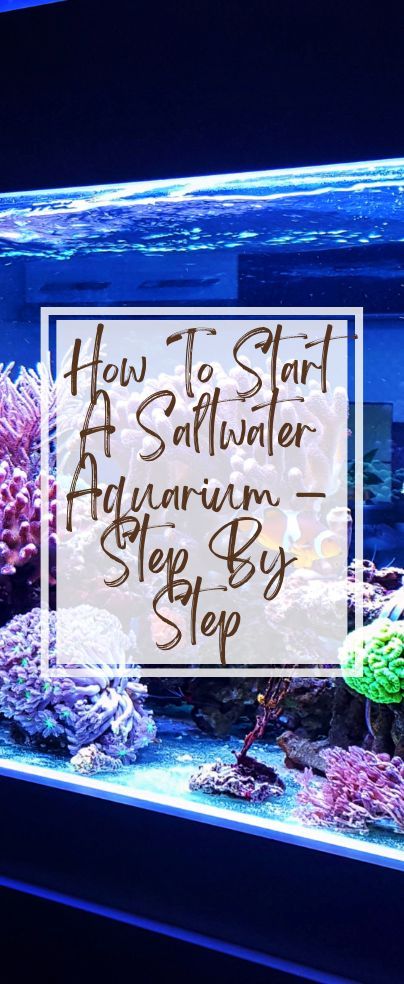 Diy Saltwater Aquarium, Micro Saltwater Aquarium, 40 Gallon Saltwater Aquarium, 10 Gallon Salt Water Tank, Fish Tank Saltwater, Salt Water Tank Beginner, Small Saltwater Aquarium, Marine Aquarium Aquascaping, Salt Water Fish Tank Ideas Living Rooms