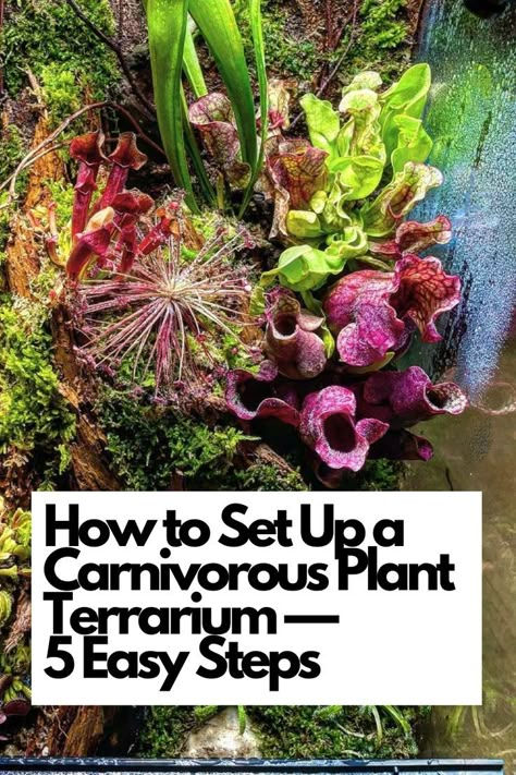 Discover the secrets of setting up a carnivorous plant terrarium with our easy-to-follow guide, perfect for plant enthusiasts of all levels. 🪴 Dive into the 5 simple steps that will help you create a thriving environment for these unique and captivating plants. Explore the fascinating varieties of carnivorous plants, from Venus flytraps to pitcher plants, and select the perfect specimens for your terrarium. IG Photo by: blackwater.ecosystem Indoor Carnivorous Garden, Carnivorous Plant Paludarium, Bog Plants Indoor, Sundew Plant Terrarium, Indoor Carnivorous Plants, Carnivore Plant Terrarium, Carnivorous Plant Bog Garden, Bog Garden Carnivorous Plants, Carnivorous House Plants