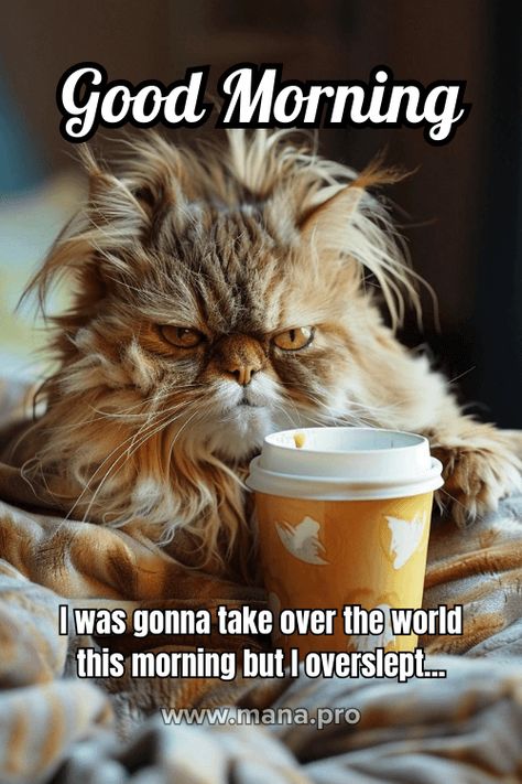 Funny Morning Quotes Humor Hilarious, Good Morning Gifs Funny, Good Morning Images Funny, Good Morning Happy Tuesday Images, Good Morning Happy Monday Images, Good Day Images, Happy Monday Images, Good Morning Animals, Monday Post