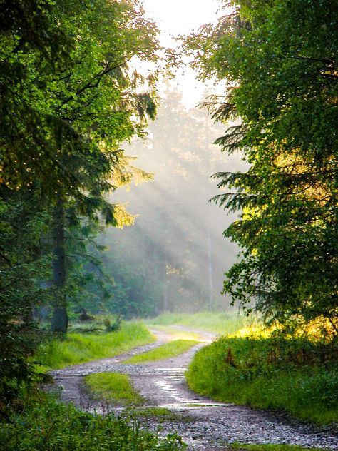 Forest glade in the morning light [photographer and location unknown] cr. Forest Glade, Location Unknown, Summer Nature Photography, Forest Road, Forest Path, Dirt Road, Cover Image, Forest Photography, Morning Light