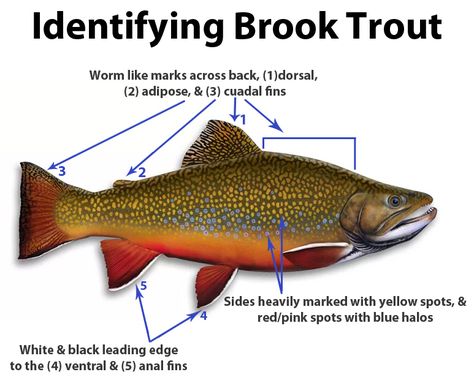 Trout Smart Series: An Insider's Look at Catching Brook Trout on the Fly - Ascent Fly Fishing Trout Painting, Trout Art, Fishing Ideas, Brook Trout, Eagle Art, Wooden Fish, Brown Trout, Rainbow Trout, Sport Fishing