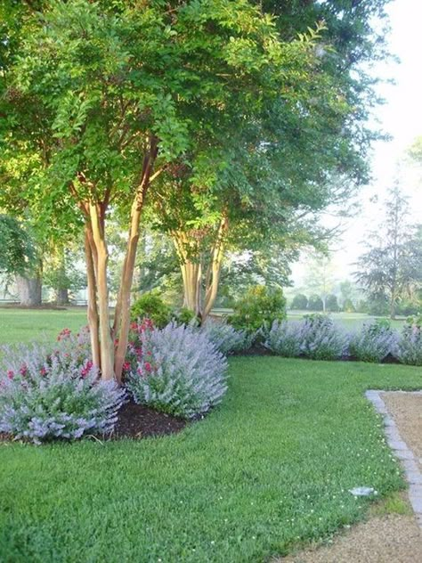 Front Yard Flowers, Landscaping Along Fence, Pathway Landscaping, Crepe Myrtle, Creative Landscape, Front Landscaping, Yard Landscape, Tiki Torches, Ideas Backyard