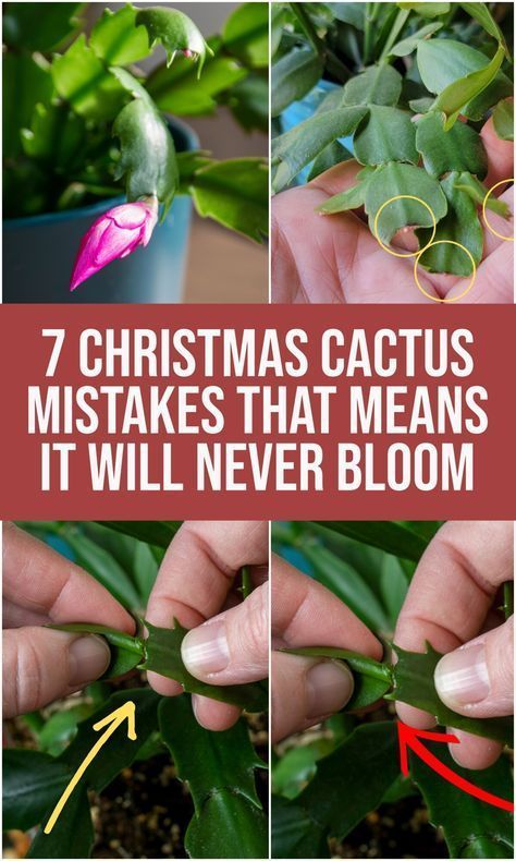 7 Christmas Cactus Mistakes That Means It Will Never Bloom Propagating Cactus, Christmas Cactus Flower, Christmas Cactus Propagation, Orchid Potting Mix, Christmas Cactus Care, Cactus Arrangement, Christmas Cactus Plant, Cactus House Plants, Easter Cactus