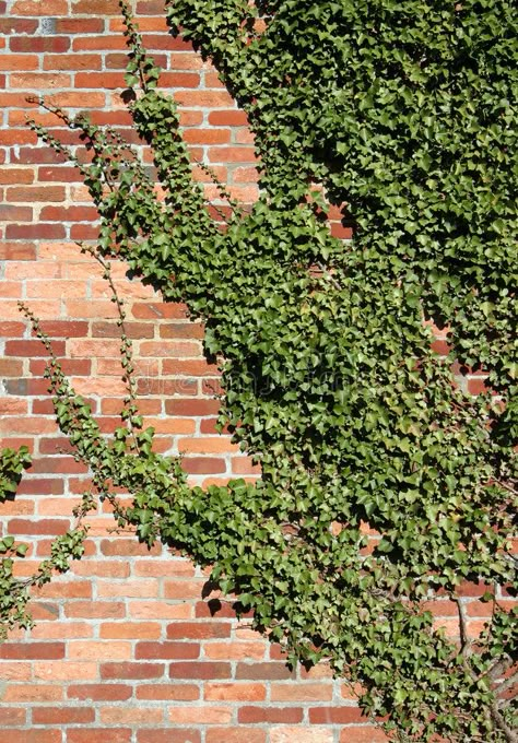 Creeping Ivy, Wall Ivy, Indoor Ivy, Ivy Plant Indoor, Ivy Flower, Ivy Wall, Red Brick Wall, Community Library, Ivy Plants