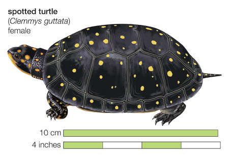 Female spotted turtle (Clemmys guttata) Mud Turtle, Rottmnt Oc, Spotted Turtle, Box Turtles, Turtle Care, Tortoise Care, Turtle Habitat, Habitat Destruction, Aquatic Turtles