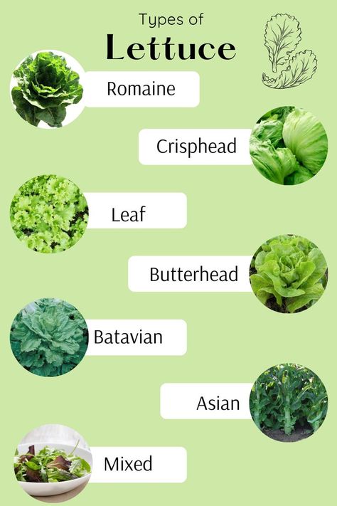 types of lettuce - romaine, crisphead, leaf, butterhead, batavian, asian, mixed. Wilted Leaf Lettuce Salad, Salad Gourmet, Different Types Of Lettuce, Lettuce Varieties, Leafy Green Vegetables, Best Salads, Types Of Lettuce, Lettuce Recipes, Gourmet Salad