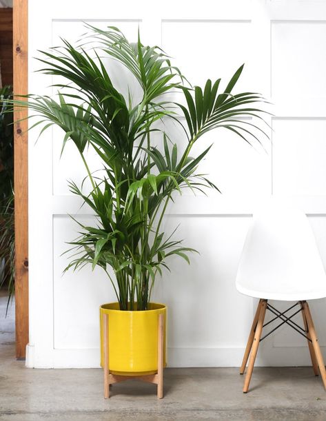 Modern Color Kitchen, Blue Sofa Ideas, Eclectic Backyard, Potted Plants Indoor, Pot Plant Stand, Large Ceramic Planters, Mid Century Modern Planter, Yellow Planter, Kentia Palm