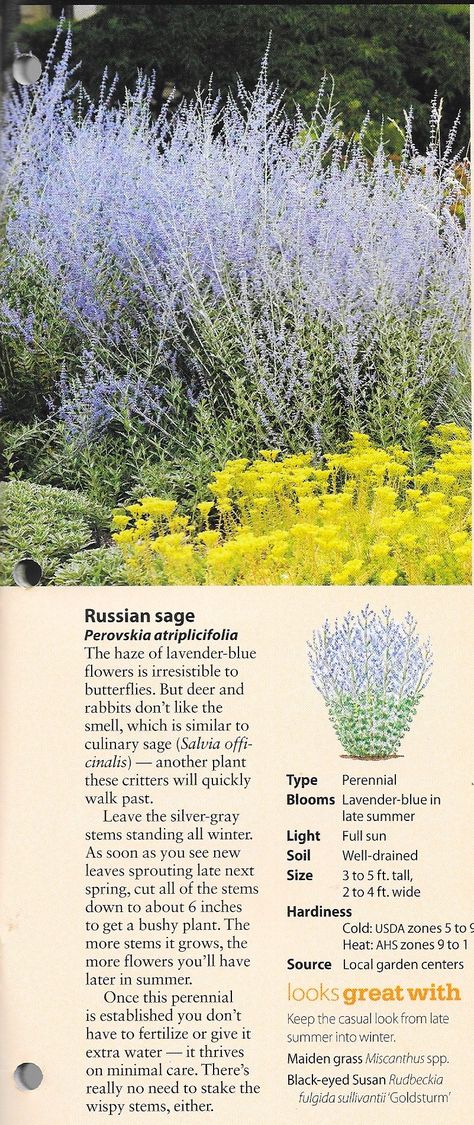 Russian Sage And Lavender, Sage Bush Shrubs, Russian Sage Border, Russian Sage Landscaping Front Yards, What To Plant With Russian Sage, Russian Sage Care, Russian Sage Companion Plants, Russian Sage Landscaping, Russian Sage Garden