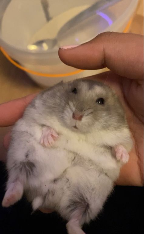 Flat Hamster, Hamster Breeds, Hamster Cute, Hamster Pics, Hamster Pet, Pet Hamster, Hamster Care, Baby Hamster, A Hamster