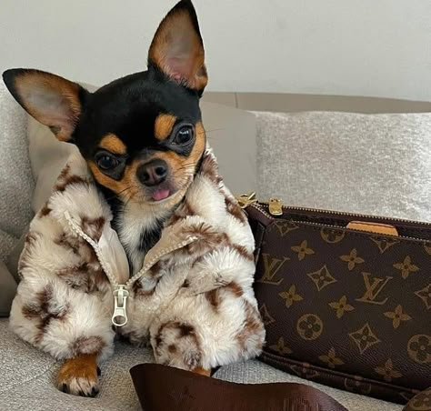 Chihuahua In Clothes, Chiwawa Aesthetic, Chiuaua Dog, Chihuahua Outfits, Chihuahua Aesthetic, Dogs Outfits, Chihuahua Accessories, Puppy Outfits, Purse Dog