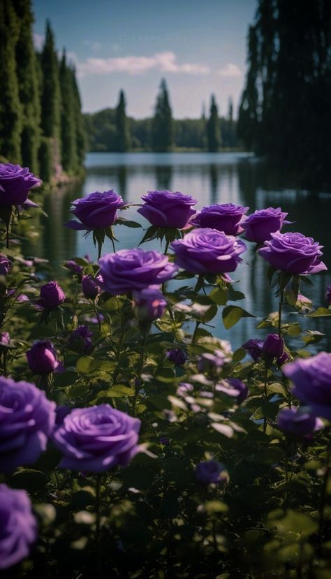 Purple roses by a lake Dark Rose Garden Aesthetic, Lavender Roses Aesthetic, Lavender Roses Wallpaper, Dark Purple Flowers Aesthetic, Purple Rose Aesthetic, Lavender Aesthetic Flower, Purple Roses Aesthetic, Garden Phone Wallpaper, Wallpaper Aesthetic Flower