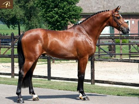 bay warmblood Dutch Warmblood, Bay Horses, Stallion Horse, Warmblood Horses, Horse For Sale, Stallion Horses, Bay Horse, Horse Dressage, Horse Boarding