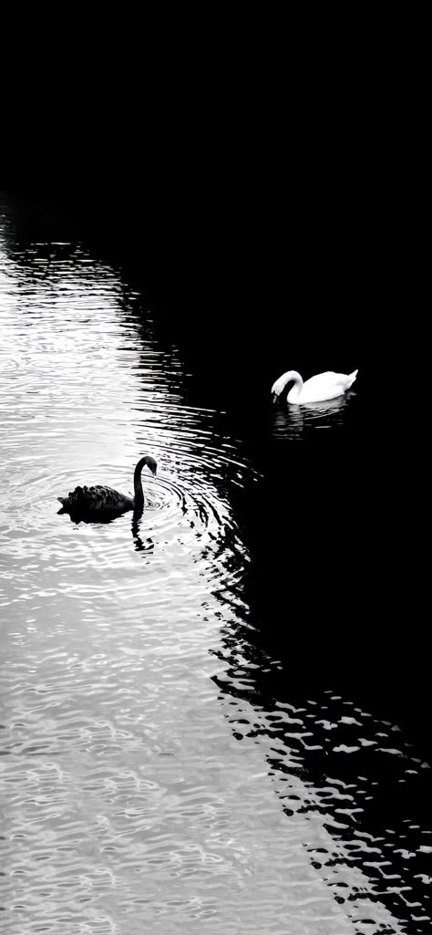 Wallpaper Cantik Iphone, Swan Wallpaper, Trending Pins, Nice Pictures, Cool Wallpapers Art, Minimalist Wallpaper, Black And White Aesthetic, Swan Lake, Nature Aesthetic