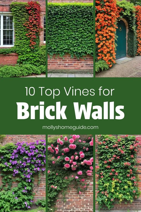 Looking to add some lush greenery to your brick walls? Check out the best vines for brick walls that will beautifully elevate your outdoor space. Whether you prefer flowering vines, like wisteria, or creeping fig vine for a more subtle look, there are plenty of climbing vines for brick walls to choose from. Create a stunning vertical garden with these brick wall garden ideas and enjoy the natural beauty they bring to your home. Climbing Vines On House, Creeping Fig Vine, Brick Wall Garden, Wall Garden Ideas, Fig Vine, Wall Climbing Plants, Brick Wall Gardens, Green Patio, Creeping Fig