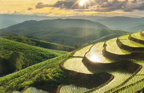 Thailand Rice Fields, Thai Rice, The Continents, Rice Field, Rice Fields, Rice Terraces, Chiang Mai Thailand, Landscape Drawings, Future Travel