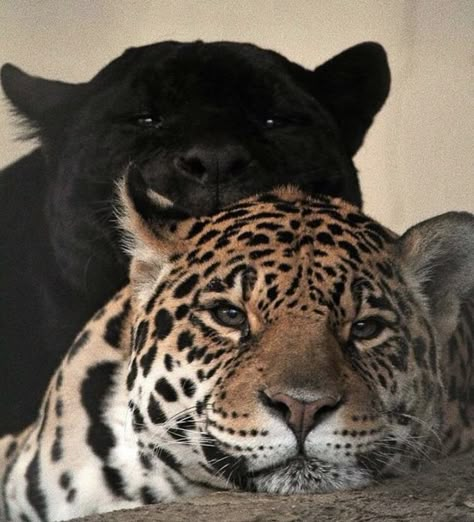 Heartwarming Photos, Stavanger, Wallpaper Tumblr, Leopards, Animals Friends, Black Panther, Big Cats, Animal Kingdom, Jaguar