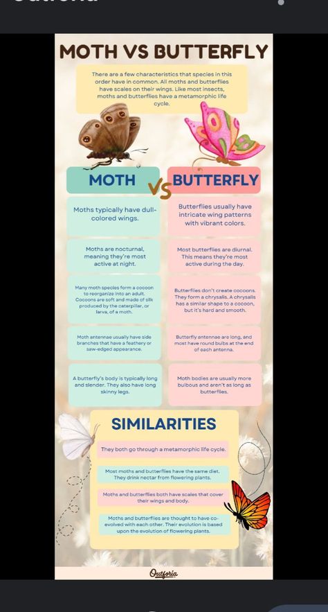 3 Winged Butterfly, Moths Vs Butterflies, Different Types Of Moths, Types Of Moths Meaning, Rare Moths, Butterfly Vs Moth, Type Of Butterflies, Moth Habitat, Moth Types