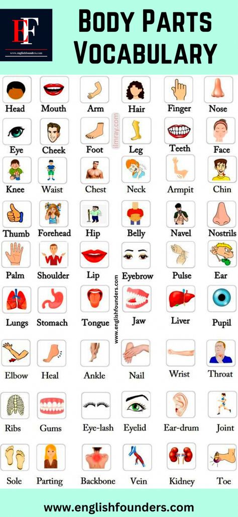 Human Body Parts Name, Body Parts Name, Human Body Vocabulary, Picture Vocabulary, Vocabulary In English, Human Body Parts, Effective Workout Routines, Character Pictures, Cartoon Character Pictures