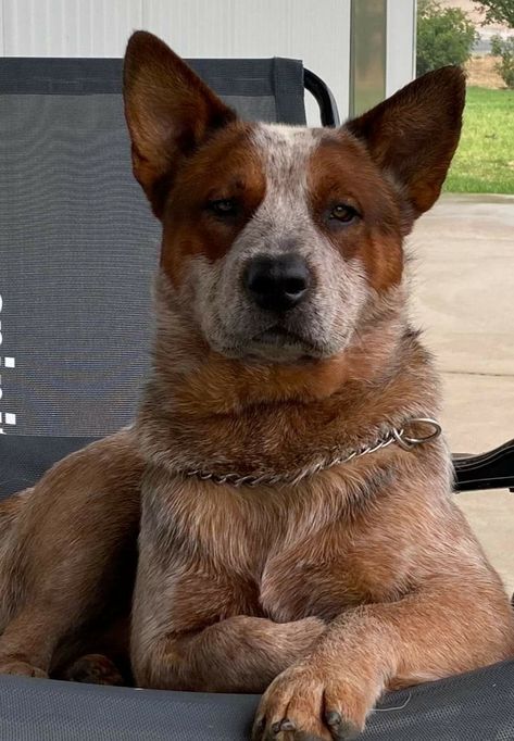 Red Heeler Puppies, Ranch Dogs, Red Heeler Dog, Pretty Dog Collars, Aussie Cattle Dog, Heeler Dogs, Austrailian Cattle Dog, Cattle Dogs Rule, Heeler Puppies