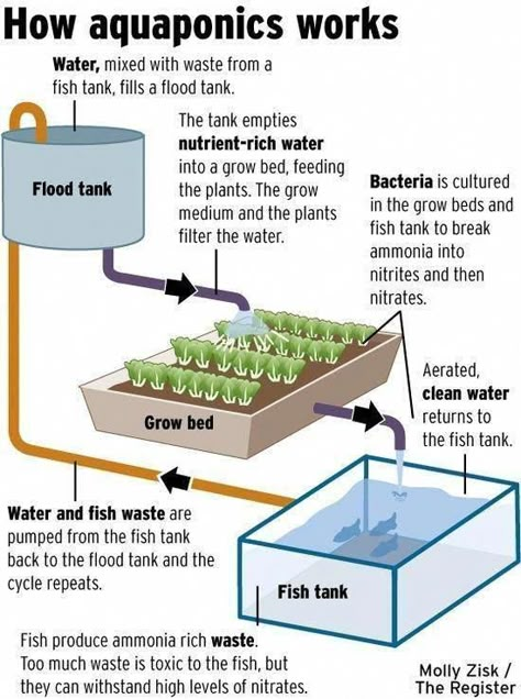 Aquaponics Greenhouse, Backyard Aquaponics, Aquaponics Diy, Aquaponic Gardening, Human Interest, Fish Tank Plants, Aquaponics System, Grow Plants, Fish Farming