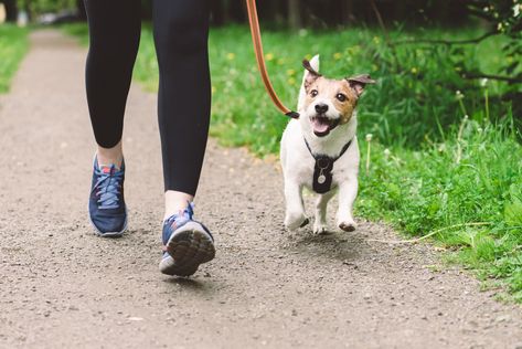 How Long You Should Be Walking Your Dog Based on Their Breed Small Sized Dogs, Dog Walking Services, Cuddling On The Couch, Young Animal, Types Of Dogs, Older Dogs, Small Dog Breeds, Dog Walker, Dog Trainer