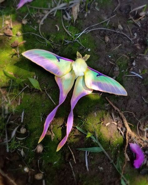 Luna Moth, Moth, Purple, Flowers, Green, Animals, Pink