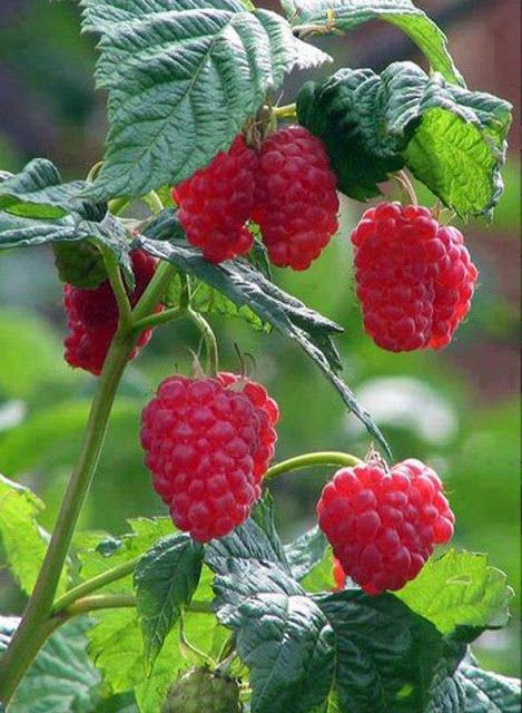 Raspberries Aesthetic, Raspberry Photography, Raspberry Reference Photo, Raspberry Pictures, Raspberry Bush Aesthetic, Berries Art, Rasberry Aestethic Fruit, Rubus Idaeus, Raspberry Bush