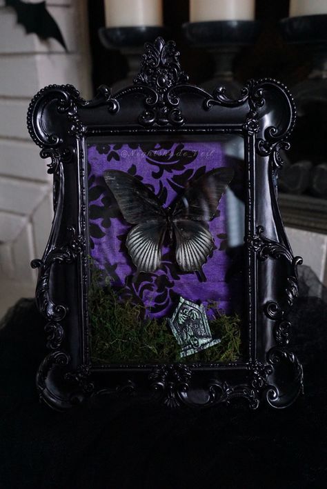 https://nightshadeveil.com/collections/haunted-mansion-collection Goth Shadow Box Ideas, Framed Oddities, Oddity Crafts, Butterfly Shadow Boxes, Black And Purple Bedroom, Black White Salon, Purple Aesthetic Bedroom, Bug Display, Swallow Tail Butterfly