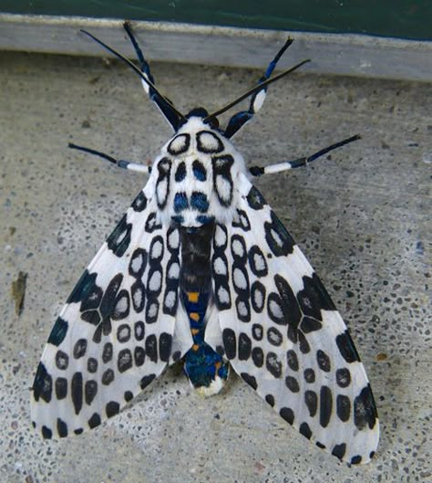 Giant Leopard Moth - Hypercompe scribonia