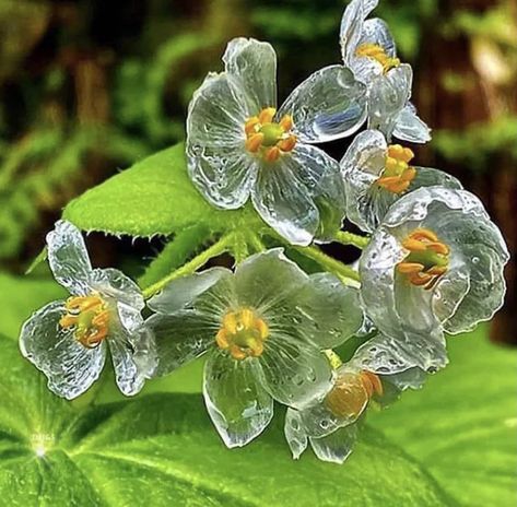 Diphylleia Grayi, Skeleton Flower, Plant Party, White Petals, The Skeleton, Different Plants, Growing Food, Crystal Flower, Types Of Plants