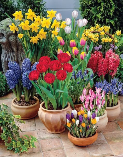 Spring Bulbs Garden, Flowers In Pots, Spring Planter, Spring Garden Flowers, Container Gardening Flowers, Spring Flowering Bulbs, Garden Bulbs, Spring Bulbs, Gardening Flowers