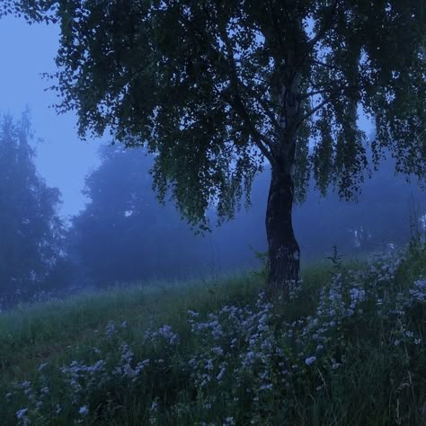 Pretty Landscapes, Brasov, Intp, Intj, Dark Forest, Nature Aesthetic, Pretty Places, Green Aesthetic, Blue Aesthetic