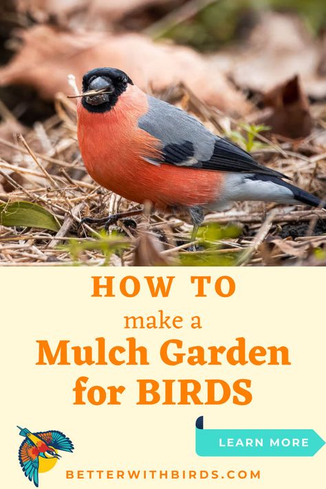 Want to create a bird-friendly yard? A mulch garden is the perfect way to attract birds! Our Better With Birds guide walks you through how to set up your garden for success. Learn which types of mulch work best, what to plant, and how to make your yard irresistible to your favorite feathered friends. It’s time to create a welcoming space for birds right outside your door! Garden For Birds, Mulch Garden, Native Plant Garden, Gifts For Bird Lovers, Best Bird Feeders, Types Of Mulch, Bird Facts, Bird Identification, Bird Accessories