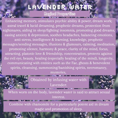 Lavender Water Magical Uses & Properties Lavender Properties Magic, Lavender Properties Witchcraft, Lavender Magical Uses, Magical Properties Of Lavender, Magical Water Properties, Lavender Magical Properties, Lavender Witchcraft Uses, Lavender Properties, Lavender Magic