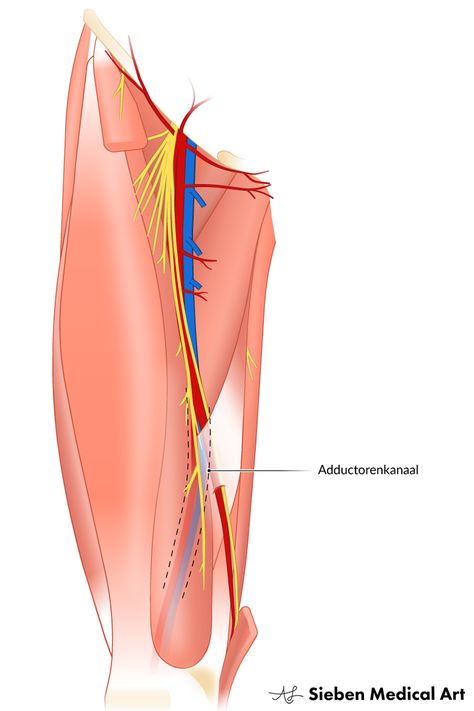 Adductor Canal Anatomy, Femoral Triangle, Learning Development, Medicine Notes, Medical Student Study, Human Leg, Human Body Anatomy, Lower Limb, Medical Art