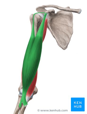 This article covers the anatomy of the biceps brachii muscle, its origins and insertions, innervation, and functions. Learn this topic now at Kenhub! Brachialis Muscle, Biceps Brachii Muscle, Shoulder Anatomy, Arm Anatomy, Human Muscle Anatomy, Biceps Brachii, Bicep Muscle, Human Body Anatomy, Human Anatomy Drawing