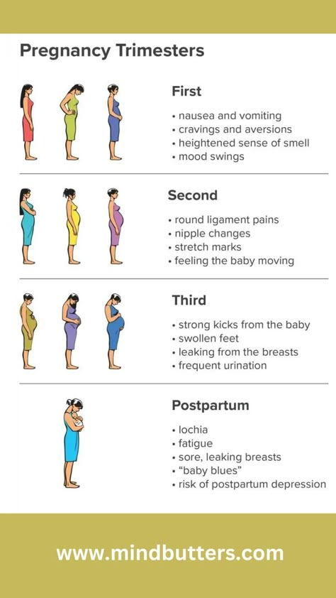 Pregnancy is roughly divided into 3 stages known as trimesters of about 3 months each : first trimester – conception to 12 weeks. second trimester – 13 to 27 weeks. third trimester – 28 to 40 weeks. Pregnancy Exercise First Trimester, Pregnancy Trimesters, First Trimester Workout, Pregnancy Stretches, First Month Of Pregnancy, Getting Pregnant Tips, Pregnancy First Trimester, Pregnancy Help, Healthy Pregnancy Tips