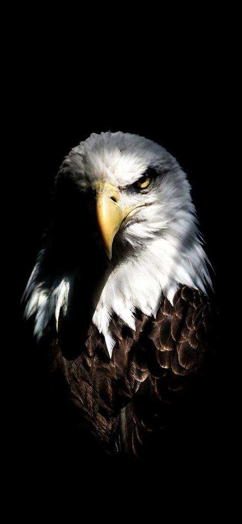 Black Hd Wallpaper Iphone, Wildlife Wallpaper, Eagle Face, Eagle Images, Best Wallpaper Hd, Lion Photography, Eagle Wallpaper, Graffiti Wallpaper Iphone, Amoled Wallpapers