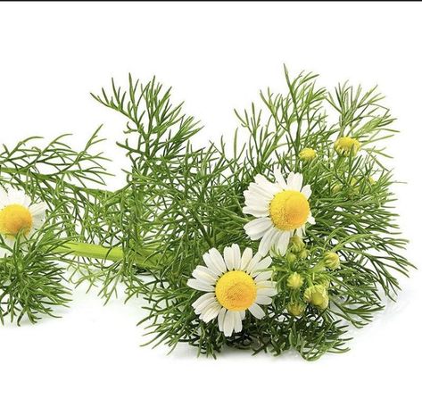 Chamomile Plant, German Chamomile, Herb Garden Ideas, Photos Flowers, Plant Seedlings, 70 Degrees, Woodsy Wedding, Fragrant Plant, Tiny Plants