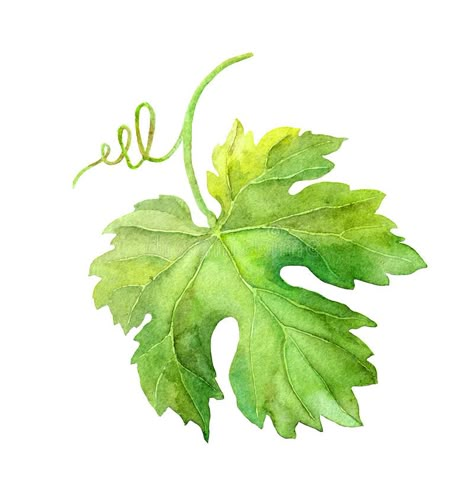 Vine Watercolor, Wine Leaves, Vine Drawing, Grape Tree, Grape Painting, Nature Picture, Leaf Illustration, Illustration Botanique, Grape Leaf