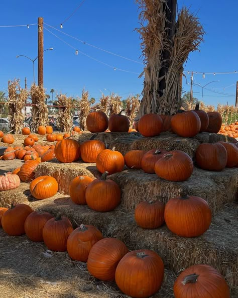 Pumkin Aesthetic Halloween, Pumpkin Fall Aesthetic, Fall Aesthetic Pumpkin Patch, Fall Farm Aesthetic, Bright Fall Aesthetic, October Fall Aesthetic, Fall Festival Aesthetic, Halloween Pumpkins Aesthetic, Pumpkin Astethic