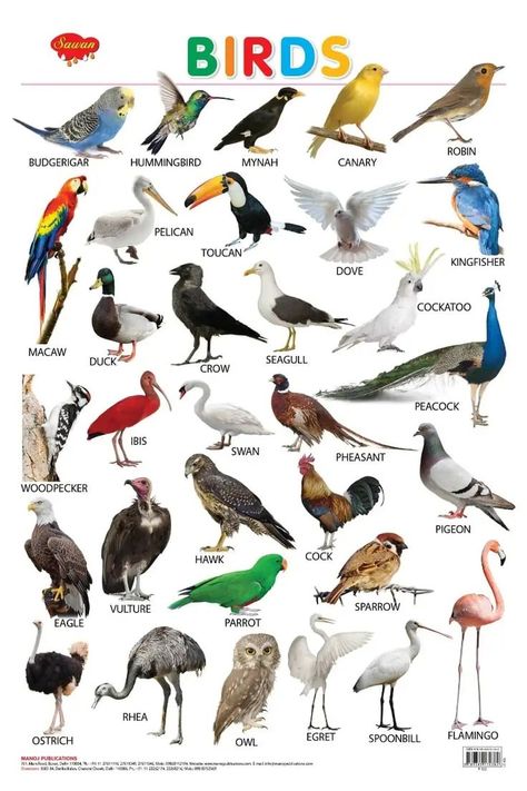 Birds. Birds Name List, Birds Name, Maths Problems, Names Of Birds, Animal Pictures For Kids, Animals Name In English, Birds For Kids, Micro Organisms, English Education